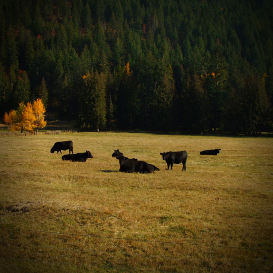 Spring Creek 3
