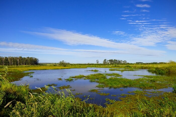 Brasiliansk pampa