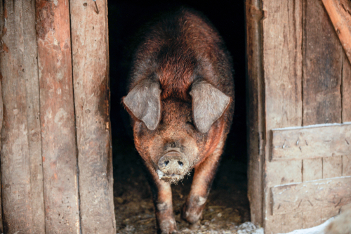 Duroc