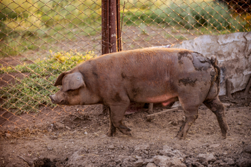 Duroc 2