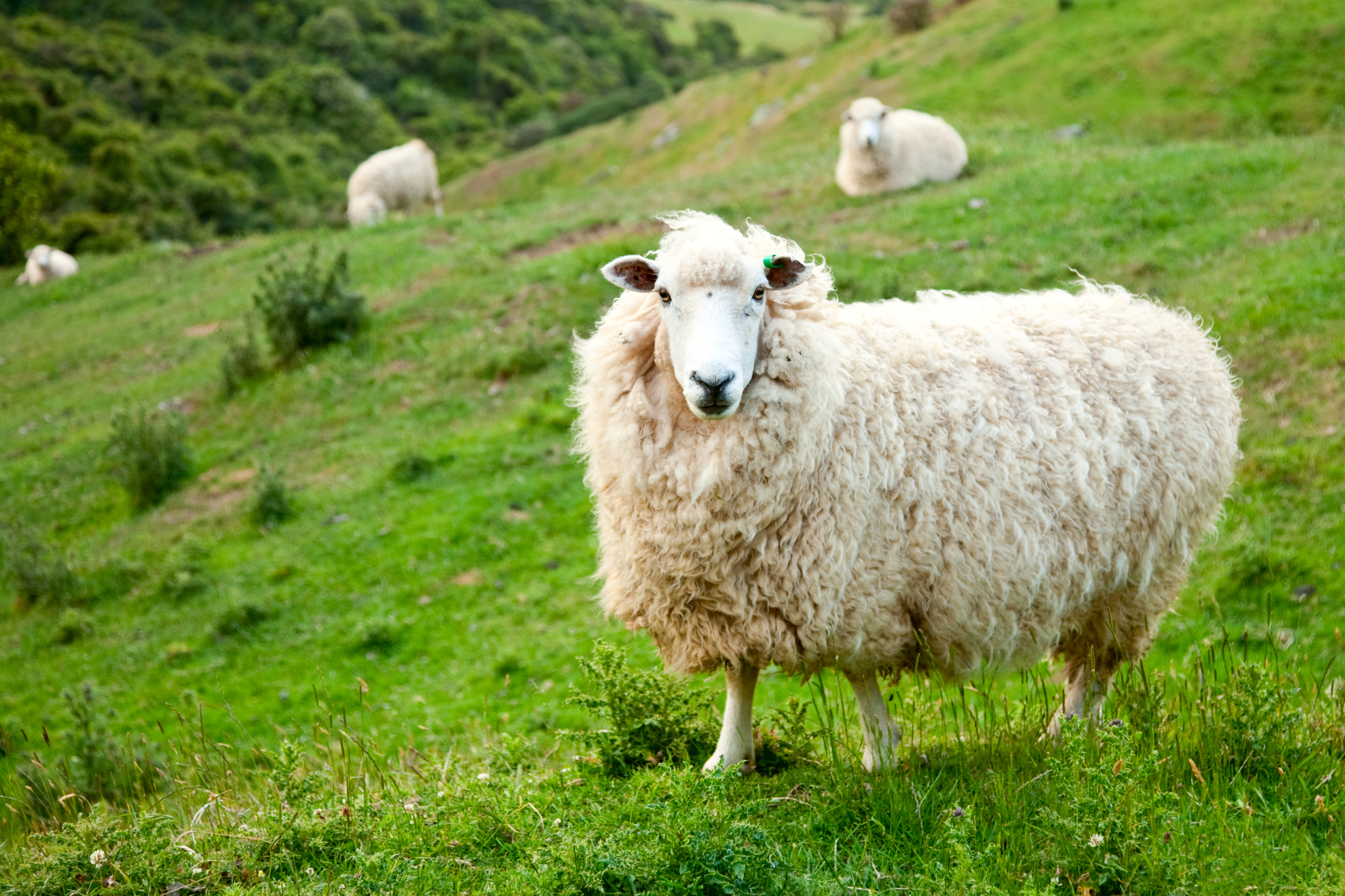 New Zealand Får