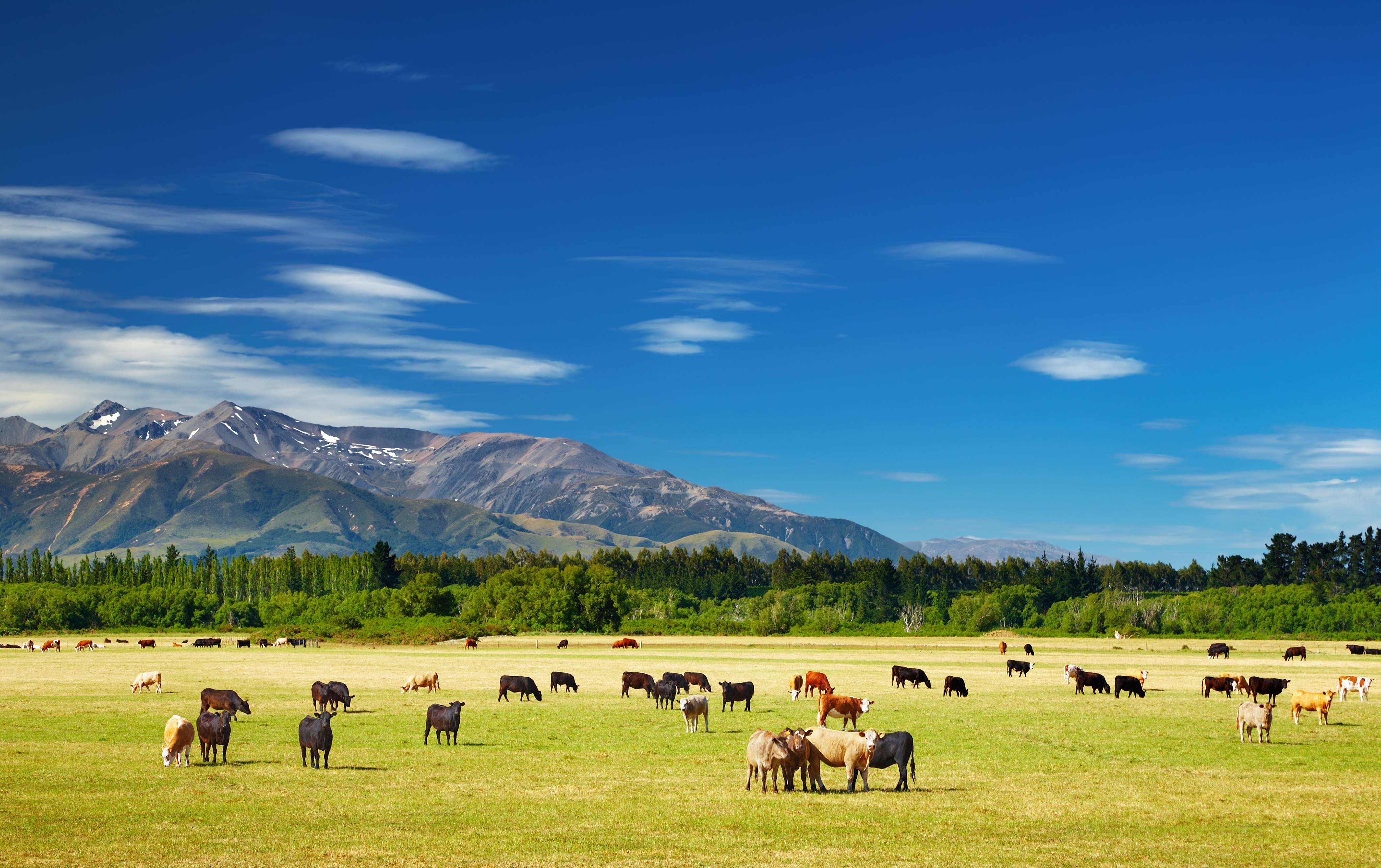 New Zealand ko