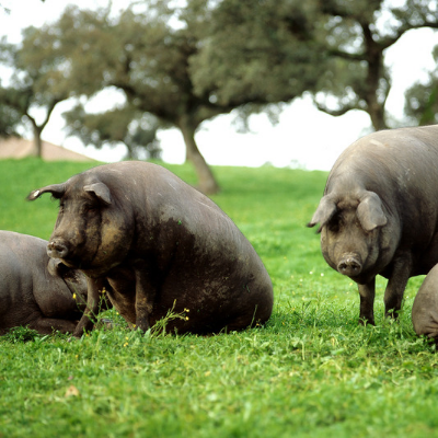 Iberico Gris 2