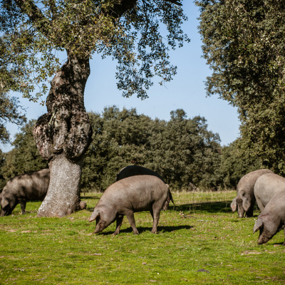 Iberico Gris