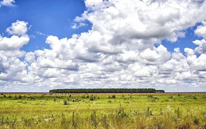 Uruguay pampas
